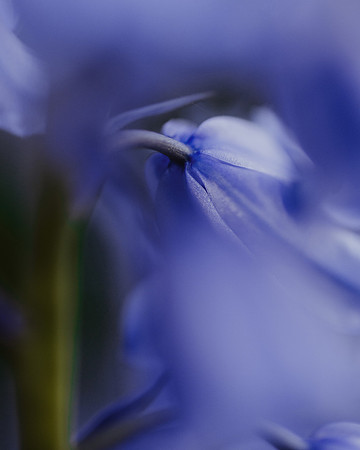 Abstract Bluebell