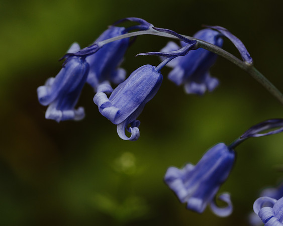 Bluebell 6
