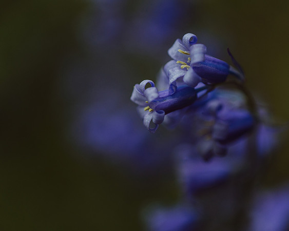Bluebell 7