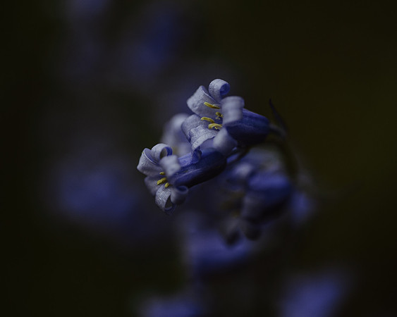 Bluebell 8