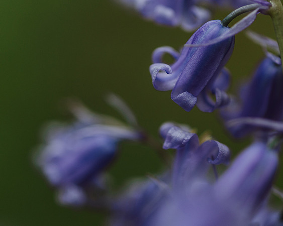 Bluebell 9