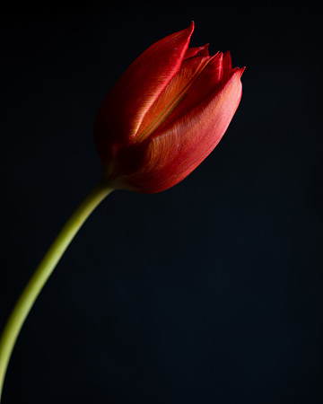 Tulip