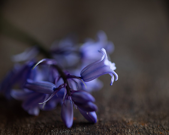 Bluebell 3