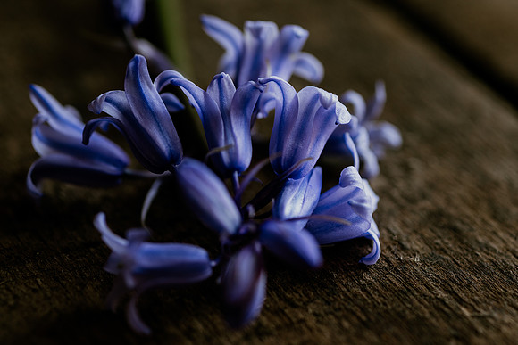 Bluebell 2