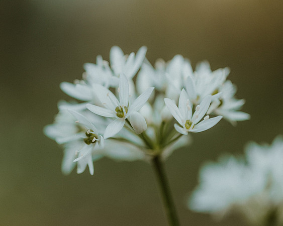 Wild Garlic2