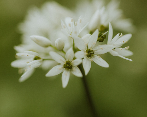 Wild Garlic 4