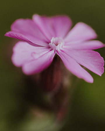 Campion with dew 2