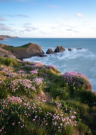 Thrift and blue skies at Hartland.