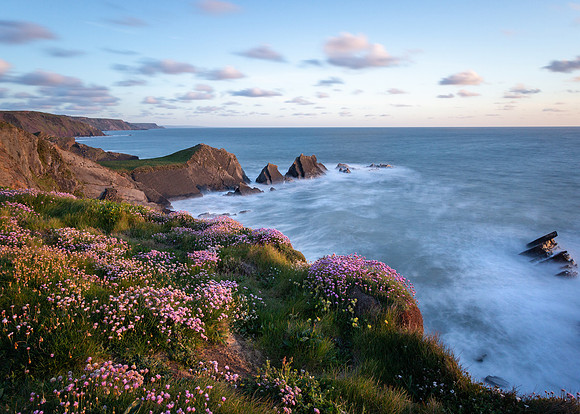 Thrift and colour at Hartland.