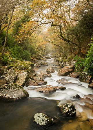 Infinite tunnel of trees and Autumn colours on the Plym at Shaugh bridge.