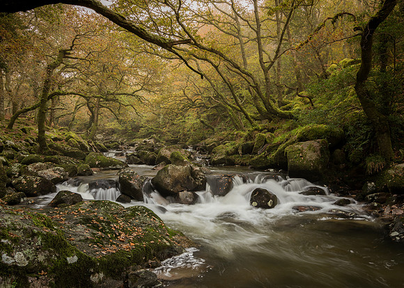 Autumn canopy on the Plym at Shaugh Bridge.